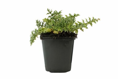 Carlina acaulis subsp. simplex Silvertistel 5-10 i kruka P9 Carlina acaulis subsp. simplex