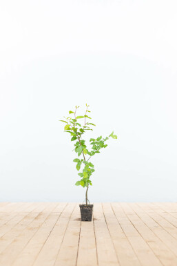 Carpinus betulus Avenbok 30-40 i kruka P9 Carpinus betulus 30-40 cm