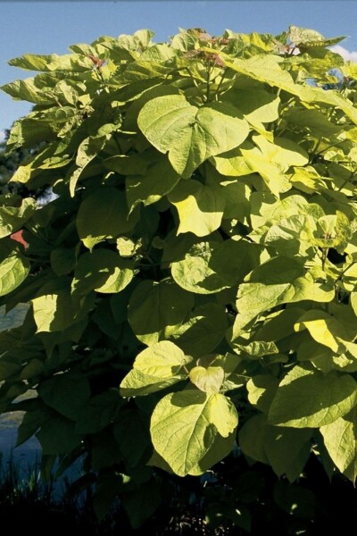 Catalpa bignonioides 'Aurea' C12 100-125
