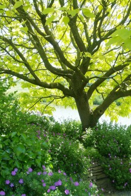 Catalpa bignonioides 'Aurea' C12 100-125