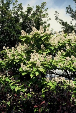 Catalpa bignonioides 'Aurea' C12 100-125