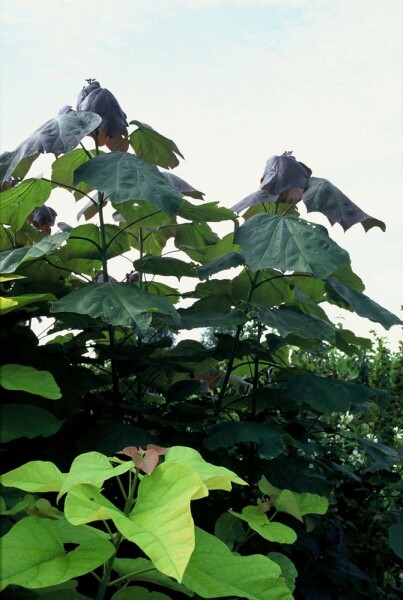 Catalpa × erubescens 'Purpurea' C12 125-150