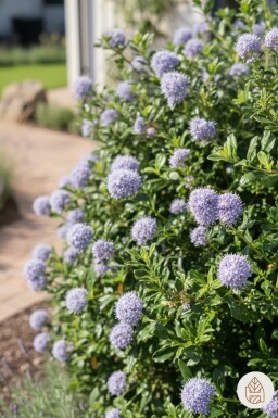 Ceanothus 'Blue Mound' buske 20-30 cm