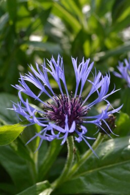 Centaurea montana Bergklint 5-10 i kruka P9 Centaurea montana