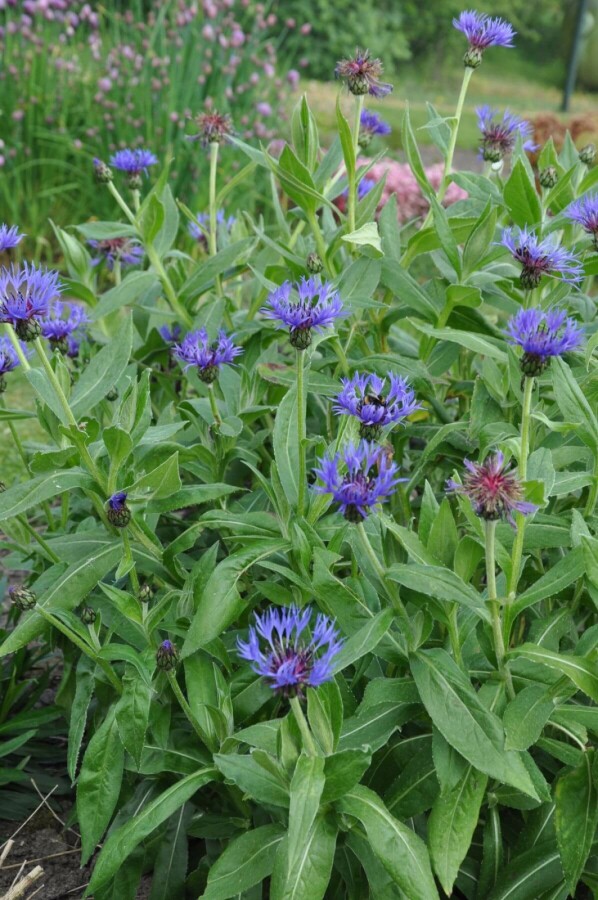Centaurea montana 'Coerulea' Bergklint 5-10 i kruka P9 Centaurea montana 'Coerulea'