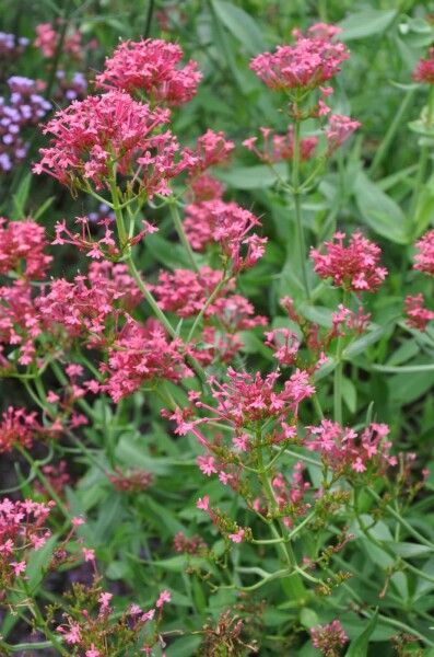 Centranthus ruber 'Coccineus' Pipört 5-10 i kruka P9 Centranthus ruber 'Coccineus'
