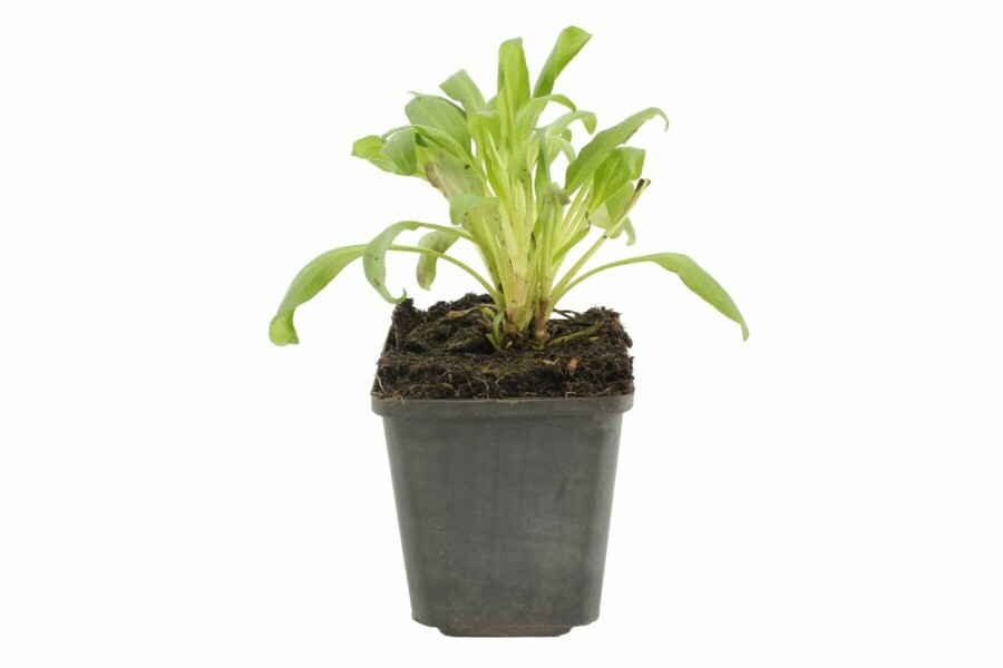 Centranthus ruber 'Coccineus' Pipört 5-10 i kruka P9 Centranthus ruber 'Coccineus'