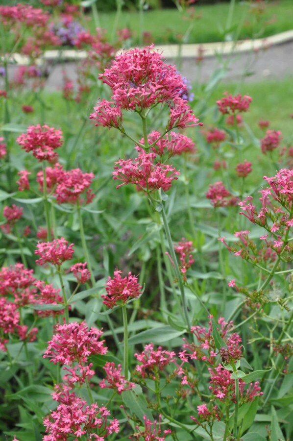 Centranthus ruber 'Coccineus' Pipört 5-10 i kruka P9 Centranthus ruber 'Coccineus'