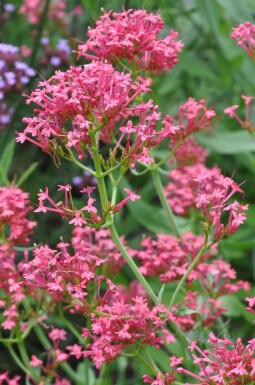 Centranthus ruber 'Coccineus' Pipört 5-10 i kruka P9 Centranthus ruber 'Coccineus'