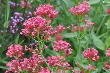 Centranthus ruber 'Coccineus' Pipört 5-10 i kruka P9 Centranthus ruber 'Coccineus'