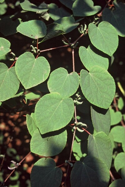 Cercidiphyllum japonicum C12 125-150