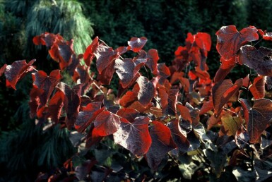 Cercis canadensis 'Forest Pansy' C12 80-100