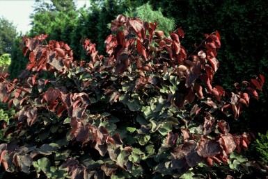 Cercis canadensis 'Forest Pansy' C12 80-100