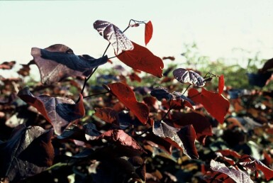 Cercis canadensis 'Forest Pansy' C5 40-60
