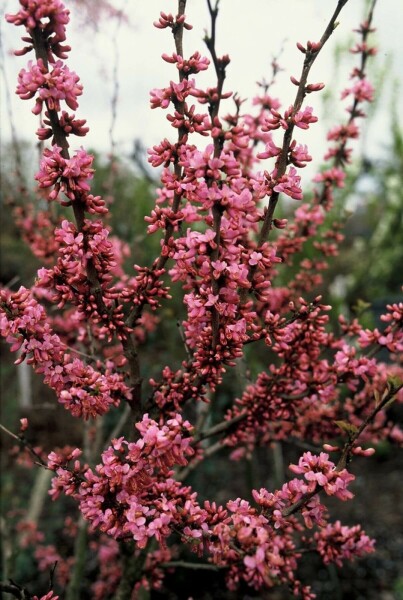 Cercis chinensis 'Avondale' C2 20-30