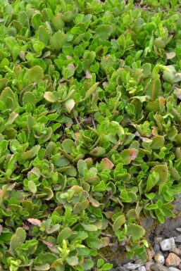 Chiastophyllum oppositifolium GullbÄge 5-10 i kruka P9 Chiastophyllum oppositifolium