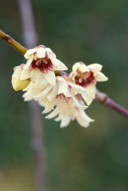 Chimonanthus praecox C10 80-100