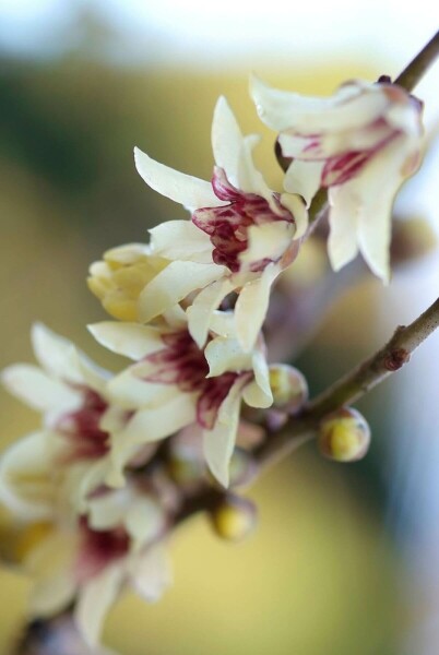 Chimonanthus praecox C12 80-100