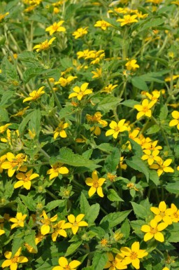 Chrysogonum virginianum Chrysogonum 5-10 i kruka P9 Chrysogonum virginianum