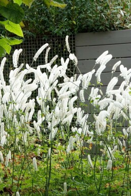 Cimicifuga simplex 'White Pearl' Silverax 5-10 i kruka P9 Cimicifuga simplex 'White Pearl'