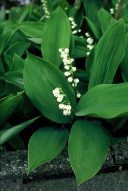 Convallaria majalis Konvalje 5-10 i kruka P9 Convallaria majalis