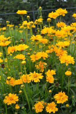 Coreopsis grandiflora 'Early Sunrise' Flicköga 5-10 i kruka P9 Coreopsis grandiflora 'Early Sunrise'