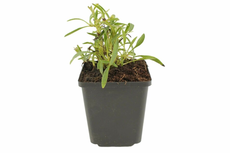 Coreopsis grandiflora 'Early Sunrise' Flicköga 5-10 i kruka P9 Coreopsis grandiflora 'Early Sunrise'