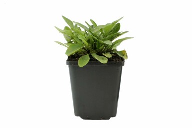 Coreopsis grandiflora 'Sunray' Flicköga 5-10 i kruka P9 Coreopsis grandiflora 'Sunray'