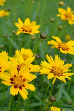 Coreopsis lanceolata 'Sterntaler' Solöga 5-10 i kruka P9 Coreopsis lanceolata 'Sterntaler'
