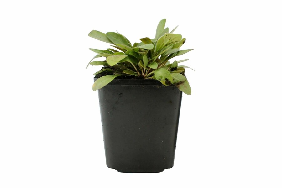 Coreopsis lanceolata 'Sterntaler' Solöga 5-10 i kruka P9 Coreopsis lanceolata 'Sterntaler'