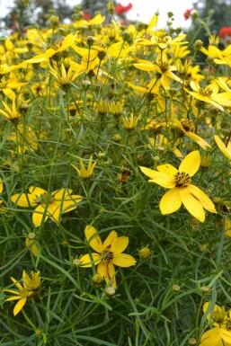 Coreopsis verticillata Höstöga 5-10 i kruka P9 Coreopsis verticillata
