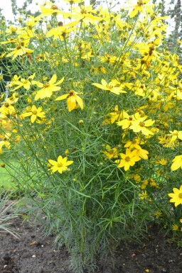 Coreopsis verticillata Höstöga 5-10 i kruka P9 Coreopsis verticillata