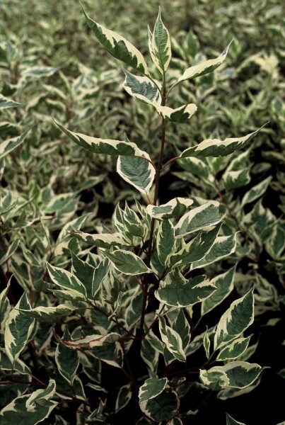 Cornus alba 'Elegantissima' C12 100-125