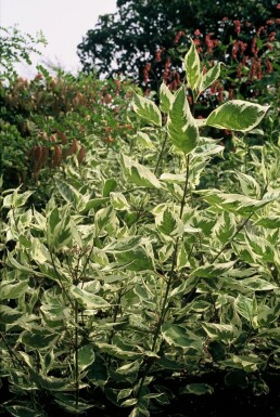 Cornus alba 'Elegantissima' C12 100-125