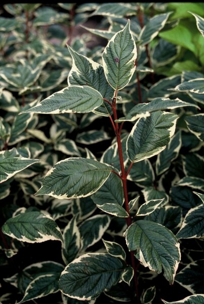 Cornus alba 'Sibirica Variegata' C10 60-80