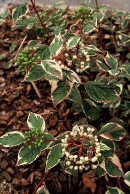 Cornus alba 'Sibirica Variegata' C10 60-80