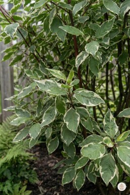 Cornus alba 'Sibirica Variegata' buske 60-80 cm