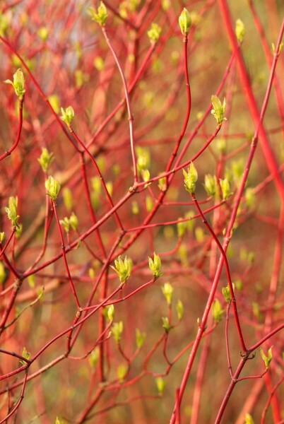 Cornus alba 'Sibirica' C12 100-125