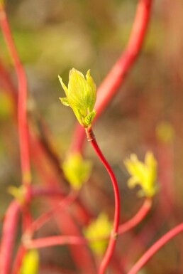 Cornus alba 'Sibirica' C12 100-125