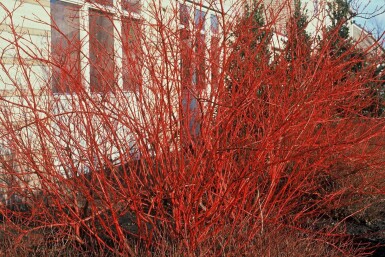 Cornus alba 'Sibirica' C12 100-125