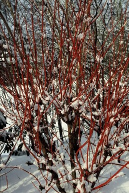 Cornus alba 'Sibirica' C12 100-125