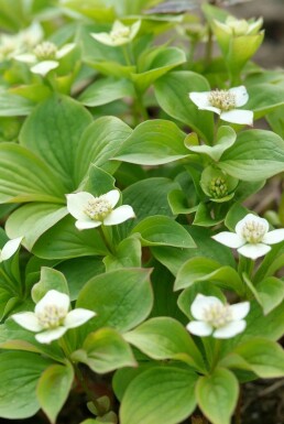 Cornus canadensis Amerikanskt hönsbÀr 5-10 i kruka P9 Cornus canadensis P9 5-10