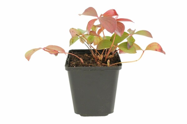 Cornus canadensis P9 5-10