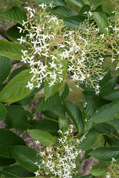 Cornus controversa C12 125-150