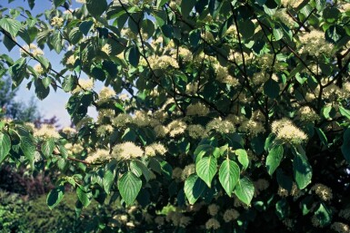 Cornus controversa C12 125-150