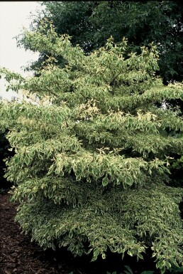 Cornus controversa 'Variegata' C12 80-100