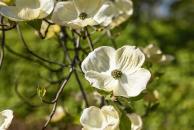 Cornus florida C12 80-100