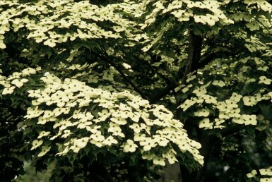 Cornus kousa C12 100-120