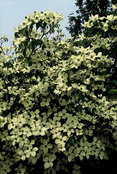 Cornus kousa 'China Girl' C12 100-125