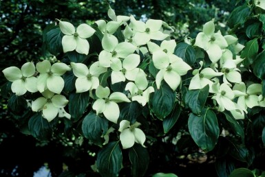Cornus kousa 'China Girl' C2 30-40
